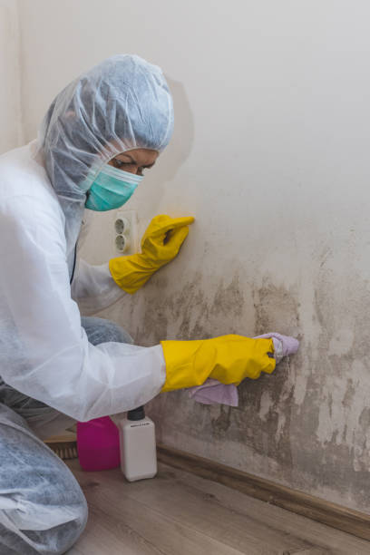 Best Crawl Space Mold Remediation  in Kewanee, IL