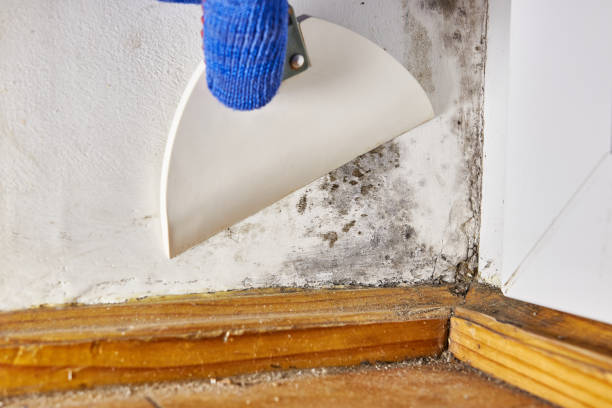 Best Real Estate Mold Inspection  in Kewanee, IL